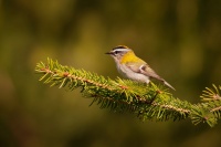 Kralicek ohnivy - Regulus ignicapilla - Firecrest o7359